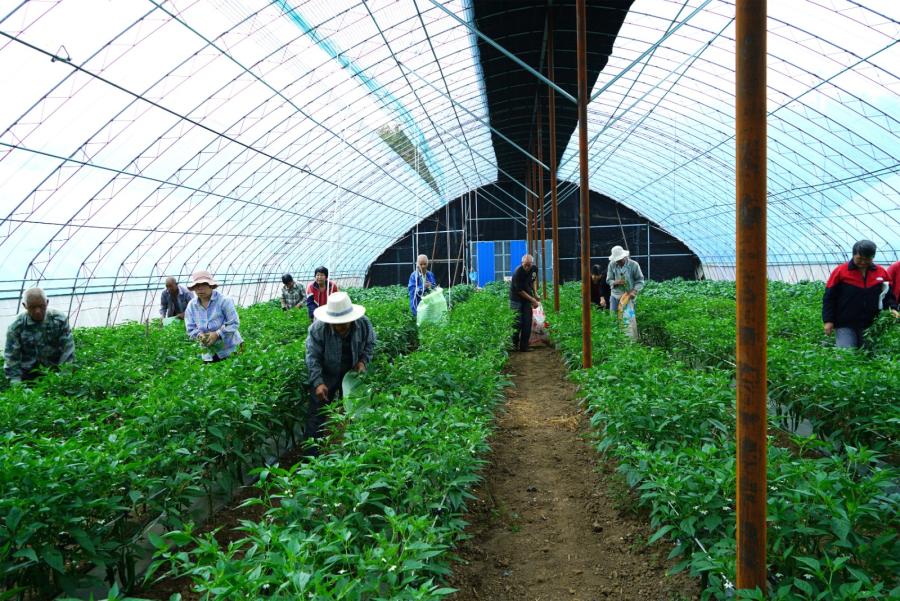 1694074175539623.jpg 0906色头镇庄里村:蔬菜大棚“种”出乡村振兴好“钱”景 (2).jpg