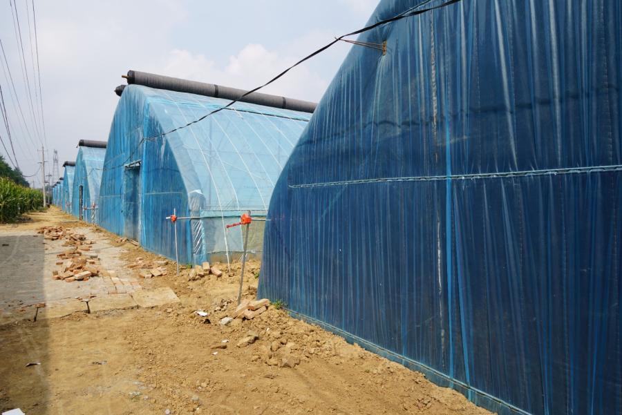 1694074191247185.jpg 0906色头镇庄里村:蔬菜大棚“种”出乡村振兴好“钱”景 (3).jpg