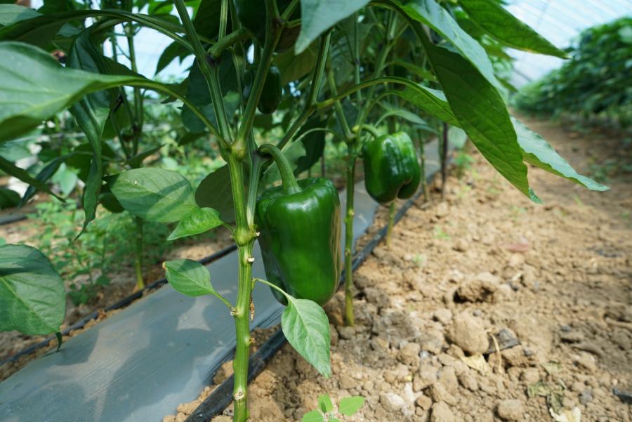 1694074213943825.jpg 0906色头镇庄里村:蔬菜大棚“种”出乡村振兴好“钱”景 (4).jpg