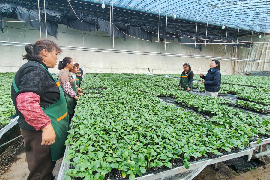 11.10一田种苗园区：科技赋能育苗 助农增产增收.jpg