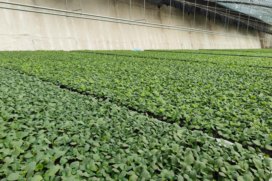 11.10一田种苗园区：科技赋能育苗 助农增产增收.jpg