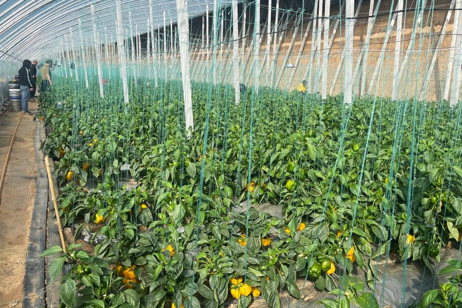 【新春走基层】鲍店镇王家圪倒村：新春采收正当时，彩椒映红致富路 (2).jpeg