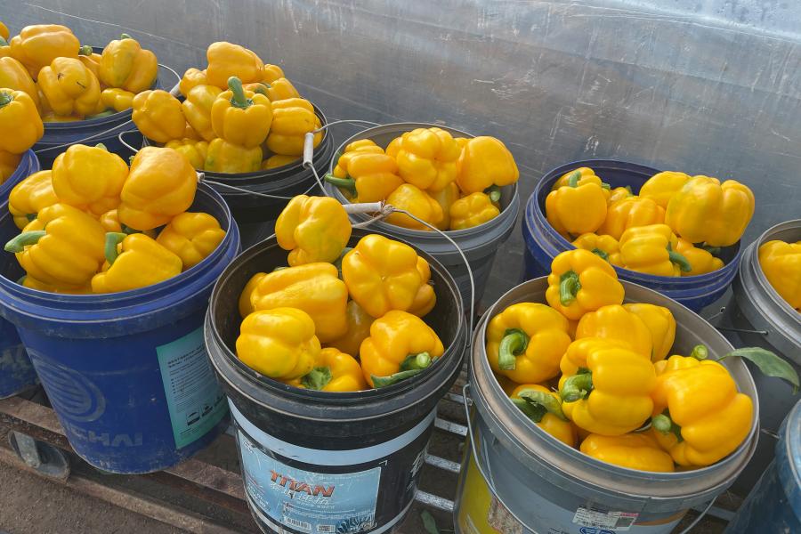 【新春走基层】鲍店镇王家圪倒村：新春采收正当时，彩椒映红致富路 (1).jpeg