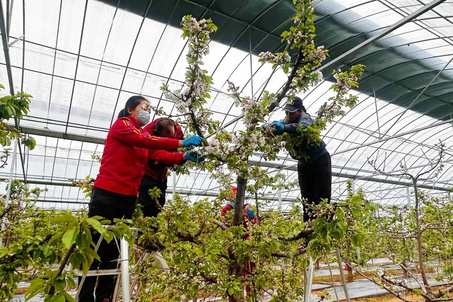 鲍店镇西马村：樱桃花开春意浓 产业兴村启新程 (1).jpg