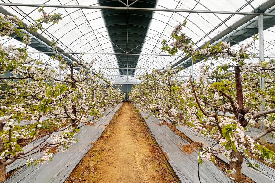 鲍店镇西马村：樱桃花开春意浓 产业兴村启新程.jpg